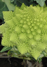 Brassica oleracea 'Veronica'